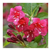 Weigelia florida Bristol Ruby