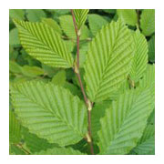 Carpinus betulus