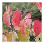Cornus sanguinea