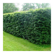 Fagus sylvatica