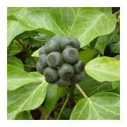 Hedera helix