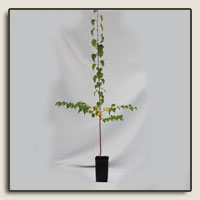 ACH10 avec plante