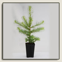ACH9 avec plante